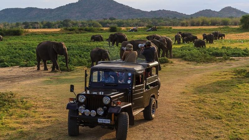 Wild elephants in Yala National Park at golden hour